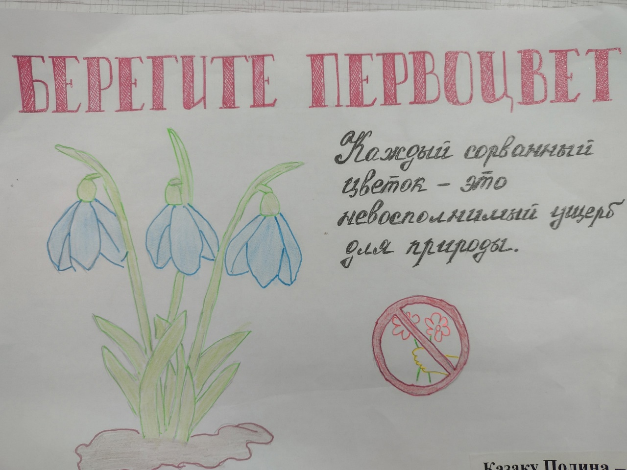 Берегите первоцветы!